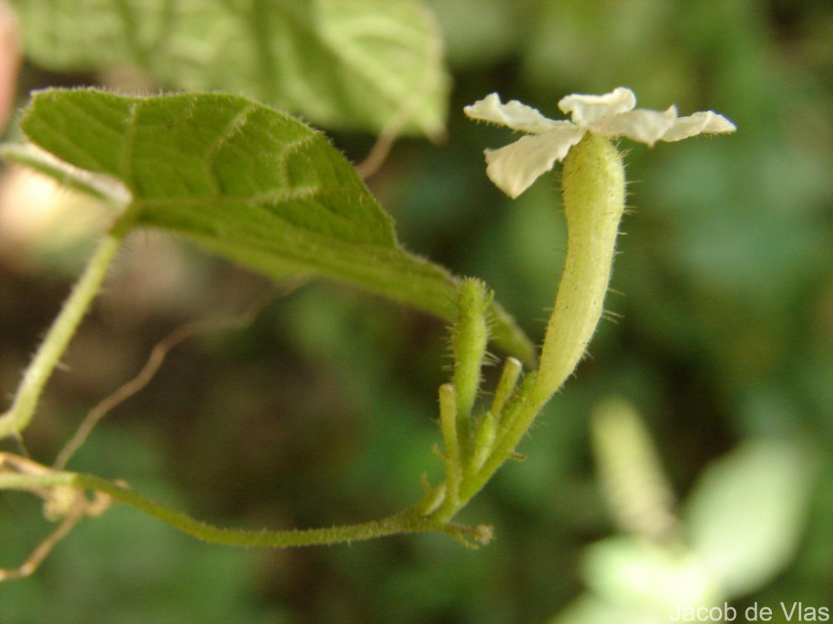 Trichosanthes tubiflora (Wight & Arn.) H.J.de Boer
